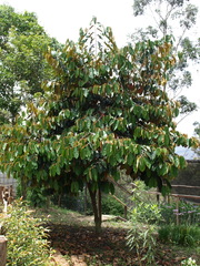 Chrysophyllum