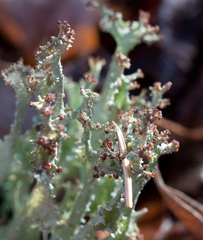 Cladonia crispata