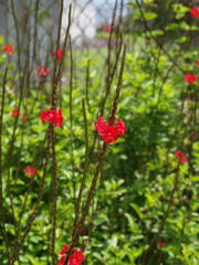 Stachytarpheta mutabilis