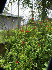 Stachytarpheta mutabilis