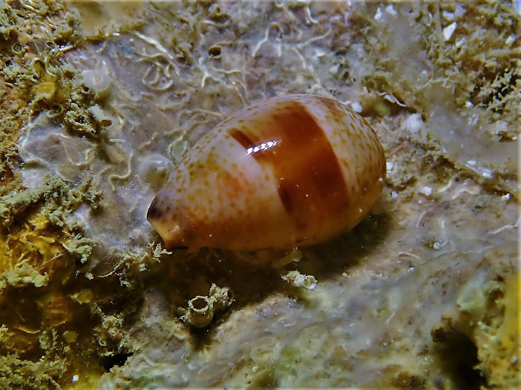 Contradusta