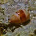 Walker's Cowrie - Photo (c) Tsu Soo Tan, some rights reserved (CC BY-NC), uploaded by Tsu Soo Tan