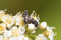 Acmaeodera tubulus