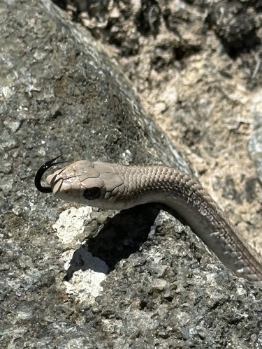 Mohave Patch-nosed Snake