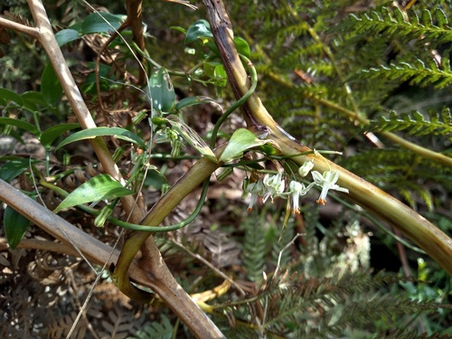 African asparagus fern (Asparagus asparagoides)