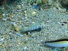 Gnatholepis cauerensis