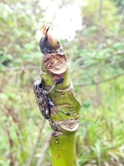 Steirastoma histrionicum