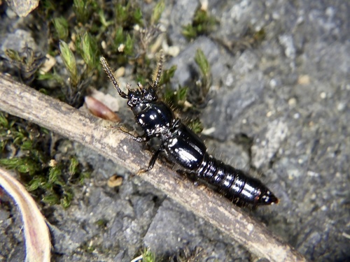 Priochirus, 2024-04-29