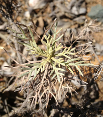 Artemisia nesiotica