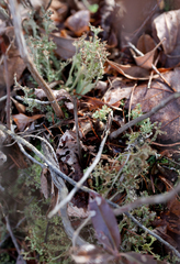 Cladonia crispata