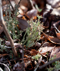 Cladonia crispata