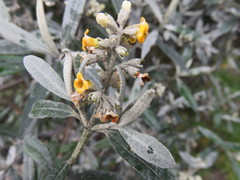 Buddleja montana