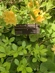 Rhododendron flammeum