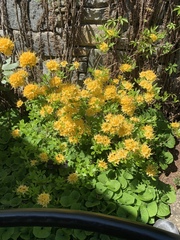 Rhododendron flammeum
