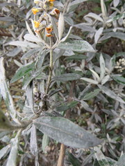 Buddleja montana