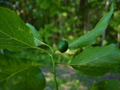 Celtis smallii