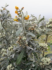 Buddleja montana