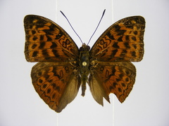 Bebearia brunhilda iturina