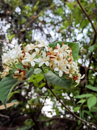 Image of Holarrhena pubescens by (c) Sindhu Haridas, some rights reserved (CC BY)