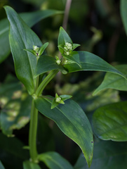 Hedyotis acutangula