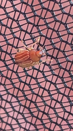 Grape Colaspis photo 5