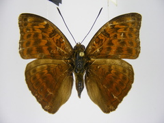 Bebearia brunhilda iturina