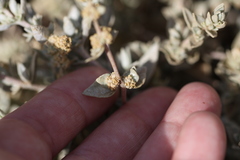Atriplex watsonii