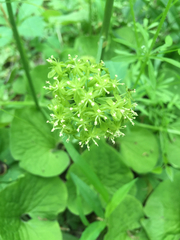 Smilax lasioneura