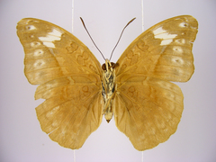 Bebearia brunhilda iturina