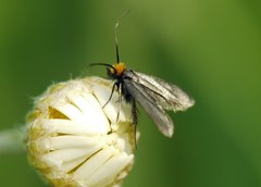 Cauchas rufifrontella