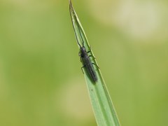 Theophilea subcylindricollis