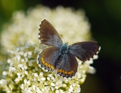 Pseudophilotes bavius