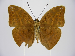 Bebearia brunhilda iturina