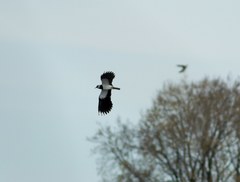 Vanellus vanellus
