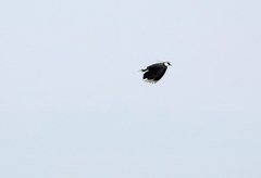 Vanellus vanellus