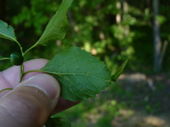 Celtis smallii
