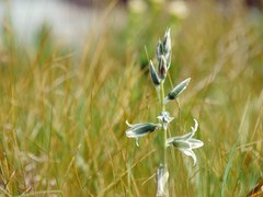 Ornithogalum boucheanum