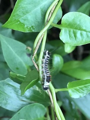 Euproctis kanshireia