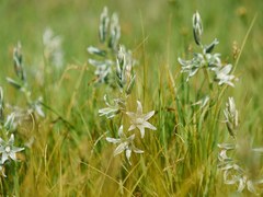 Ornithogalum boucheanum
