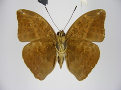 Bebearia brunhilda iturina