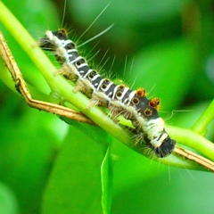 Euproctis kanshireia