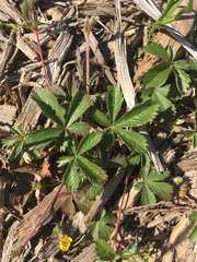 Potentilla simplex