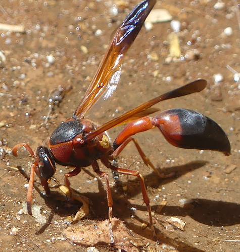 Delta dimidiatipenne