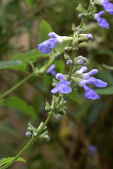 Salvia pallida