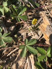 Potentilla simplex