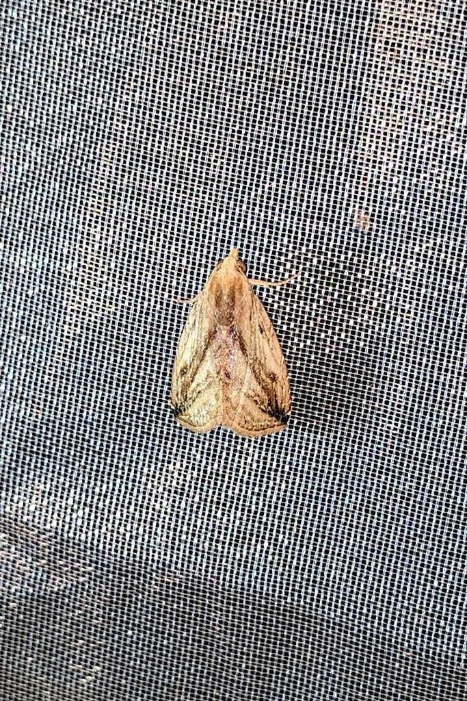 Rivula innotabilis