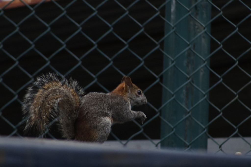 Red-bellied Squirrel from Zoológico de San Juan de Aragón, 07920 Ciudad