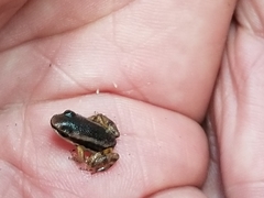 Silverstoneia flotator