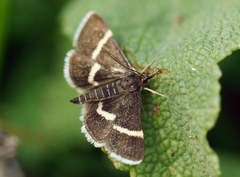 Pyrausta rectefascialis
