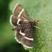 Pyrausta rectefascialis - Photo (c) Roman, some rights reserved (CC BY), uploaded by Roman